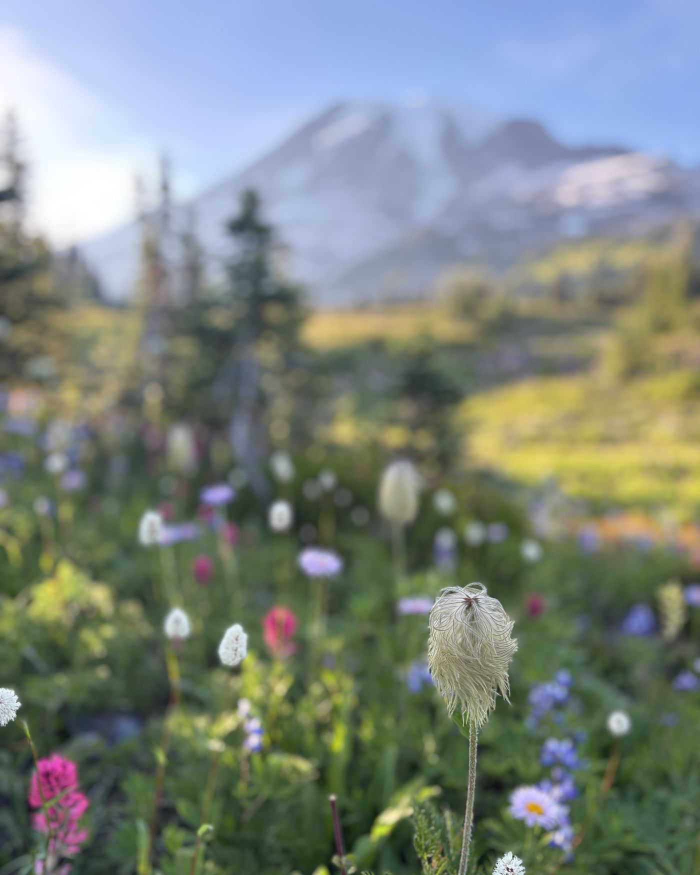 A feathery white wildflower seed head in a summer-green meadow of pink paintbrush and purple lupine and asters, with snowy Mount Rainier soft in the background
