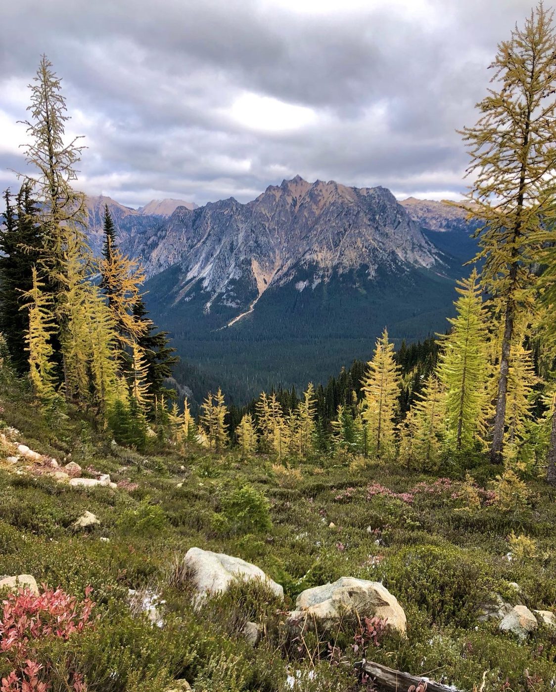 Golden larches framing a rugged mountain and forested valley under cloudy skies