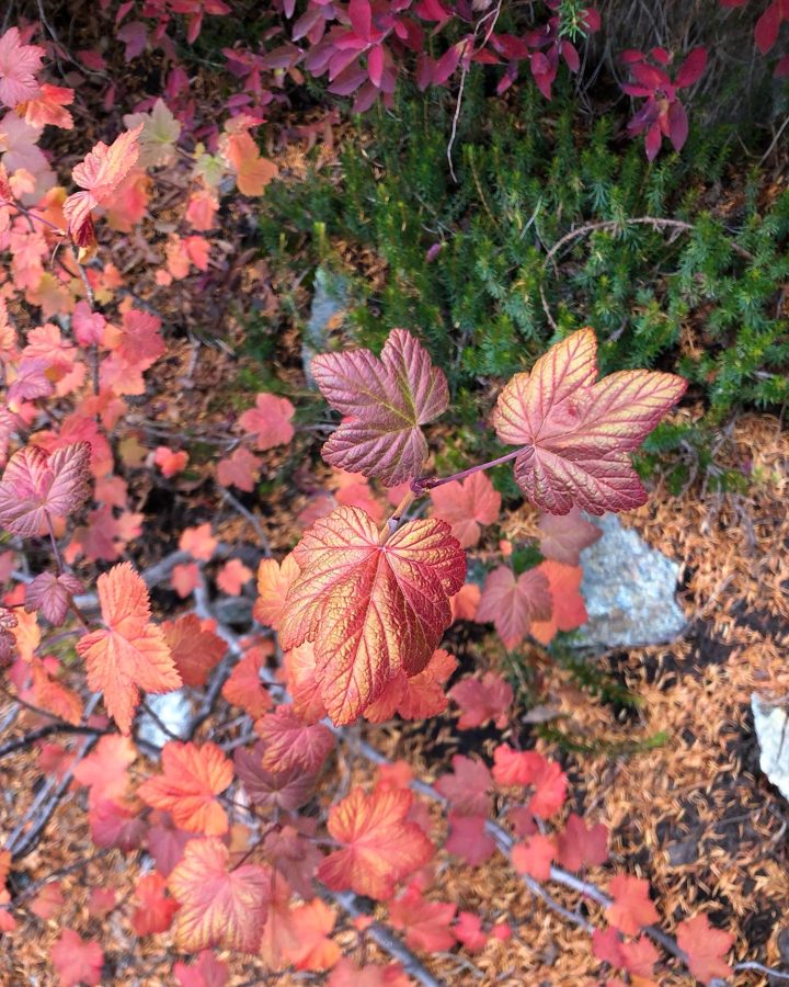 Close-up of red and orange autumn leaves on the trail